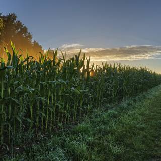 Morning summer wallpaper