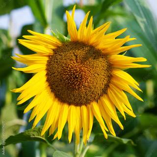 Hot yellow summer wallpaper