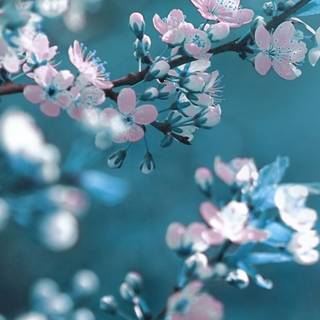 Spring 4k mobile wallpaper