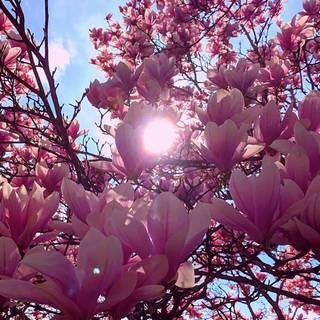 Spring 4k mobile wallpaper