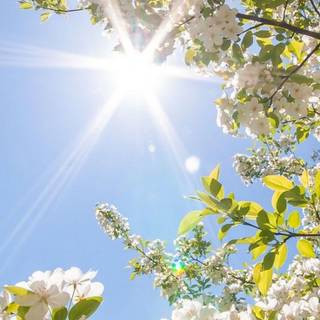 Spring 4k mobile wallpaper