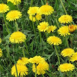 Hot yellow summer wallpaper