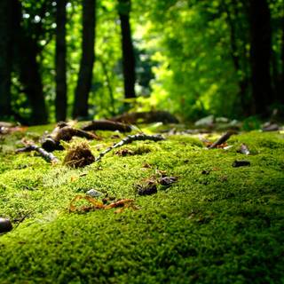 Spring nature 4k wallpaper