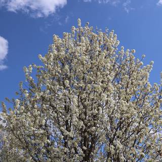 Spring nature 4k wallpaper