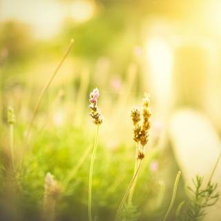 Morning summer wallpaper