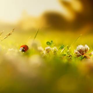 Morning summer wallpaper