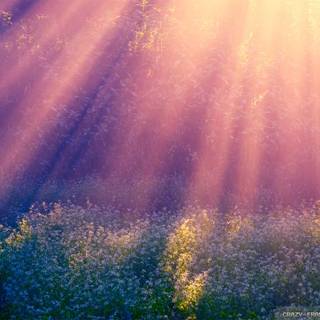 Morning summer wallpaper