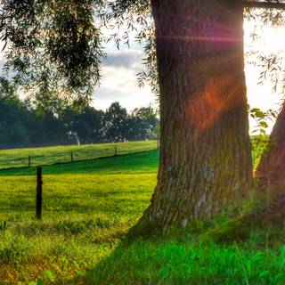 Morning summer wallpaper