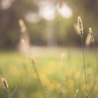 Spring 4k mobile wallpaper