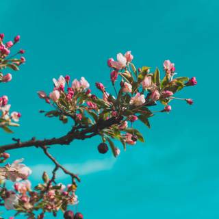 Spring nature 4k wallpaper