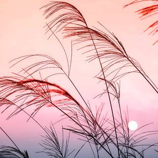 Color landscape wallpaper