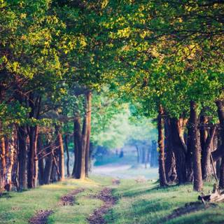 Anime woods wallpaper