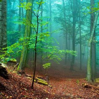 Anime woods wallpaper