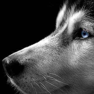 Black Husky wallpaper