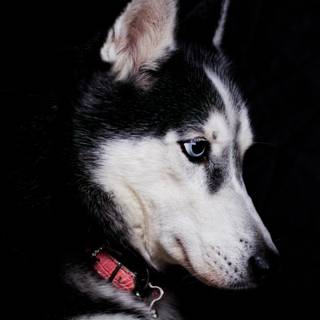 Black Husky wallpaper