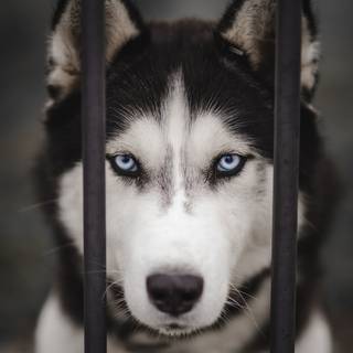 Black Husky wallpaper