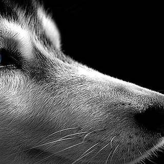 Black Husky wallpaper