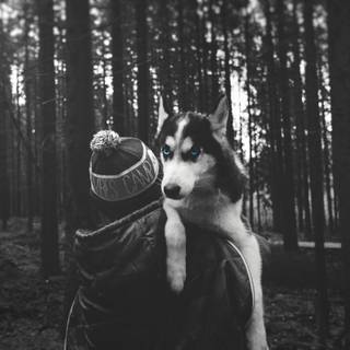 Black Husky wallpaper