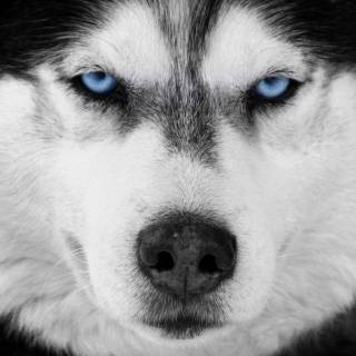 Black Husky wallpaper