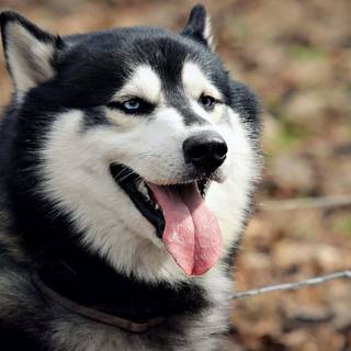 Black Husky wallpaper