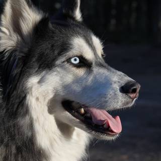 Black Husky wallpaper