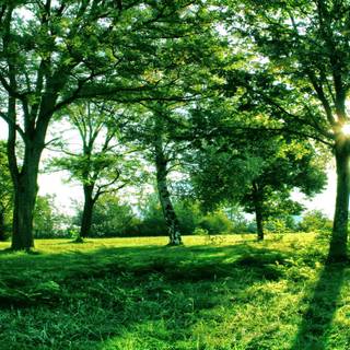 Green summer trees wallpaper