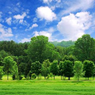 Green summer trees wallpaper