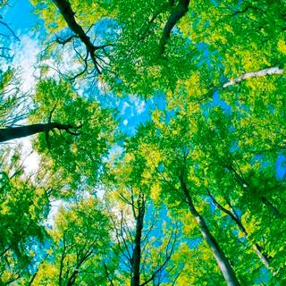 Green summer trees wallpaper