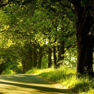 Green summer trees wallpaper