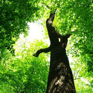 Green summer trees wallpaper