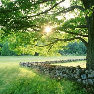 Green summer trees wallpaper