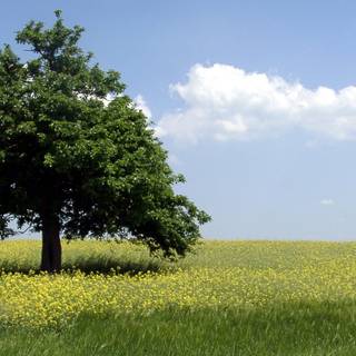 Green summer trees wallpaper