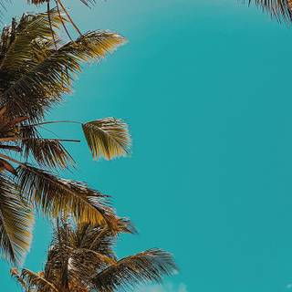 Green summer trees wallpaper