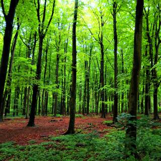 Green summer trees wallpaper