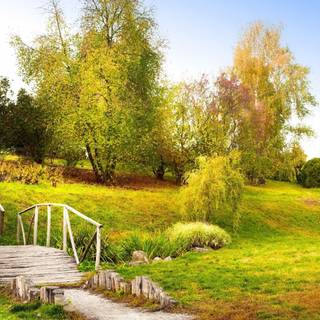 Green summer trees wallpaper