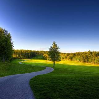 Green summer trees wallpaper