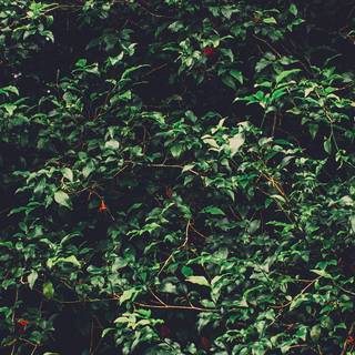 Green summer trees wallpaper