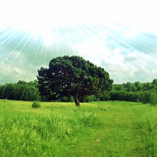 Green summer trees wallpaper