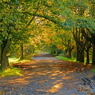 Green summer trees wallpaper
