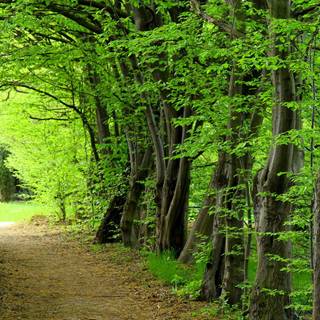 Green summer trees wallpaper
