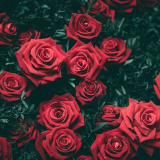 Red roses 4k wallpaper