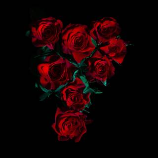 Red roses 4k wallpaper