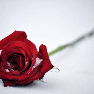 Red roses 4k wallpaper