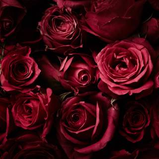 Red roses 4k wallpaper