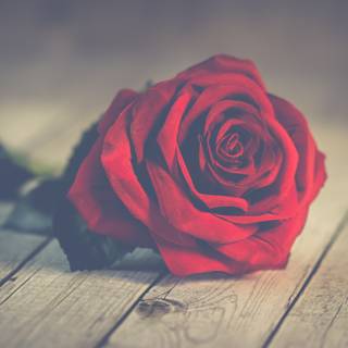 Red roses 4k wallpaper