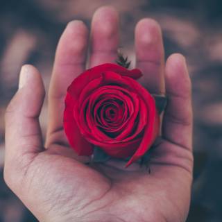 Red roses 4k wallpaper