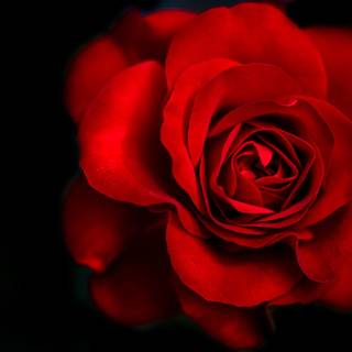 Red roses 4k wallpaper