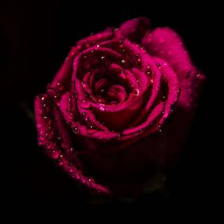 Red roses 4k wallpaper