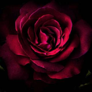 Red roses 4k wallpaper