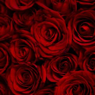 Red roses 4k wallpaper